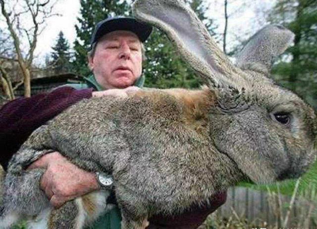 ayx sports -包含费德勒赛事官方发布高光表现新规，澳大利亚队争议不断！的词条